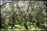 70-300 Sigma APO-6450.jpg