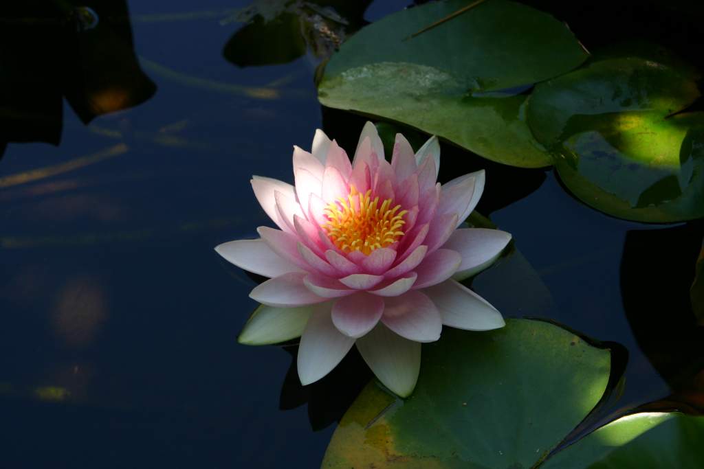 70-300 Sigma APO-6462.jpg