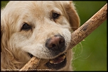 Elevage canin dans la Marne