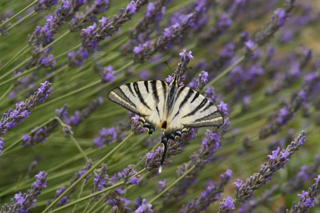 70-300 Sigma APO-6483.jpg
