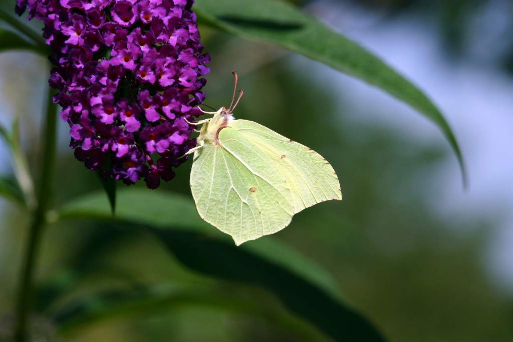 70-300 Sigma APO-6484.jpg