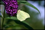 70-300 Sigma APO-6484.jpg
