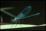 70-300 Sigma APO-6485.jpg
