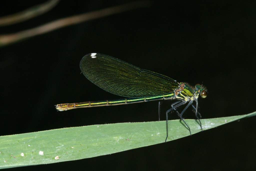 70-300 Sigma APO-6486.jpg