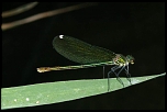 70-300 Sigma APO-6486.jpg