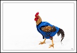 -img_8977-lr1-2-fs1-m.jpg