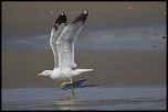 Saintes Maries de la Mer 12 04 2017 14 45 10 0112