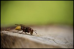 -dreux_15-05-2016-15-26-32_0391.jpg