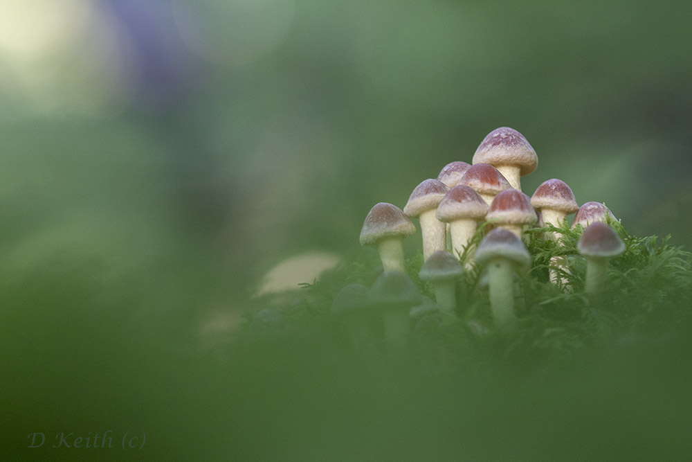 -mont-cot_27-09-2015-08-39-10_44.jpg