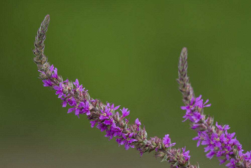 -mommenheim_07-07-2014-14-20-25_0474.jpg