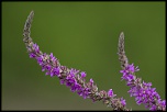 -mommenheim_07-07-2014-14-20-25_0474.jpg