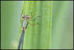 -ecluzelles_04-07-2013-10-59-23_0111.jpg