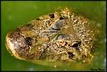 Faune et flore de Guyane