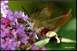 Petit sondage-sphynx-colibri2.jpg