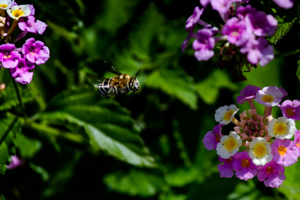 -eos27-insectevolant.jpg