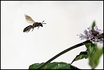 Petit sondage-27-insecte-en-vol.jpg