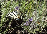 -img_1120.jpg