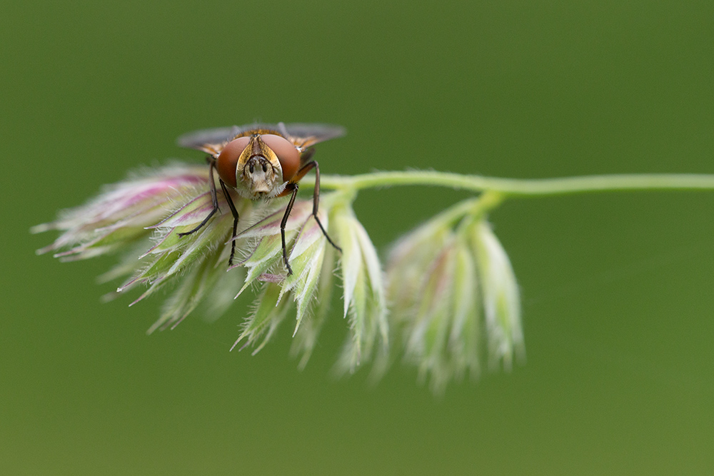 Insecte qui fait mouche