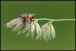 Insecte qui fait mouche