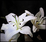 Petit sondage-fleur-flash-painting.jpg