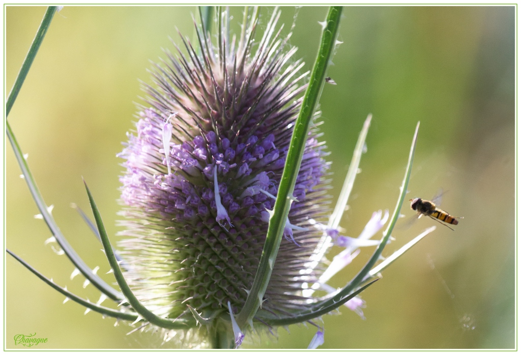 vos avis-insecte_en_vol_s27.jpg
