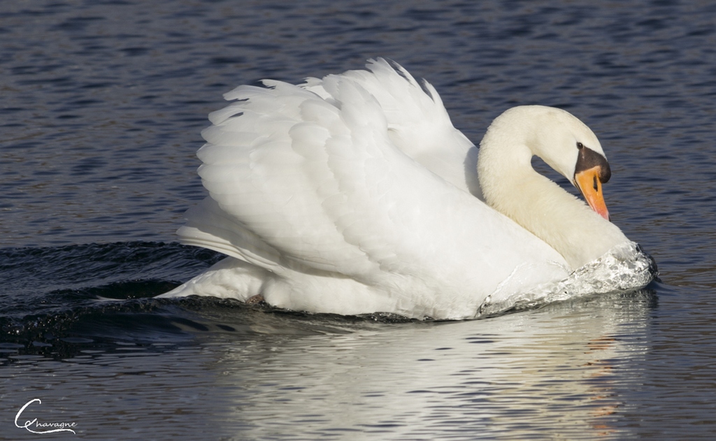 vos avis-oiseau_s4.jpg