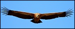 -vautour-fauve1.jpg