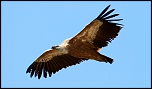 -vautour-fauve2.jpg