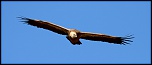 -vautour-fauve3.jpg