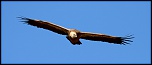 -vautour-fauve3.jpg