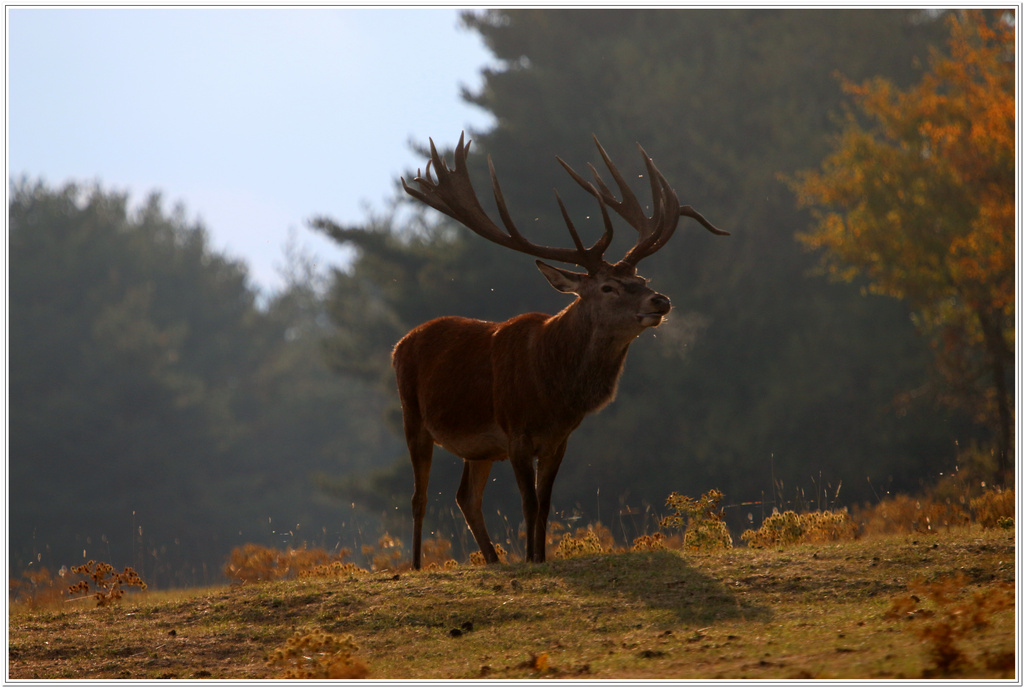 cerf3