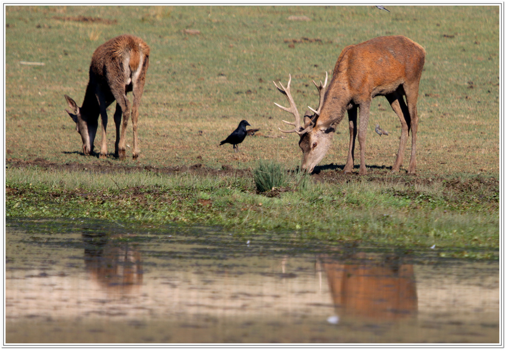 biche et cerf