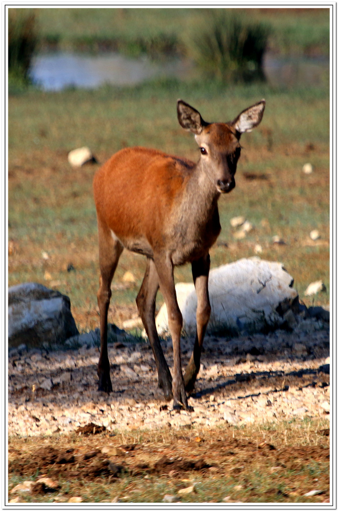 biche