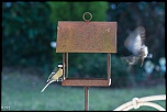 Mac os X.3 et firmaware russe-n-04-oiseaux_mg_2796.jpg