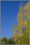 vos avis-automne_s41.jpg