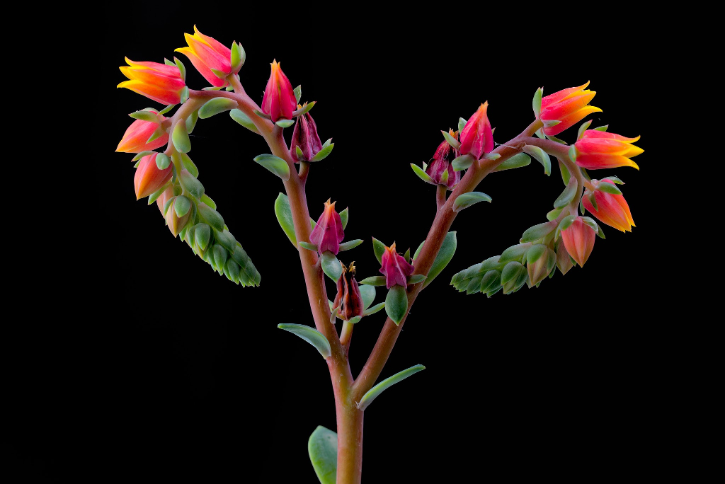 fleurDartichaut