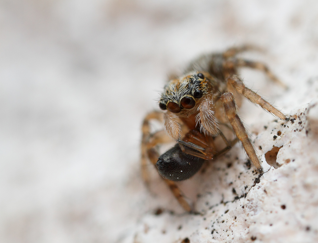 70-300 Sigma APO-6613.jpg
