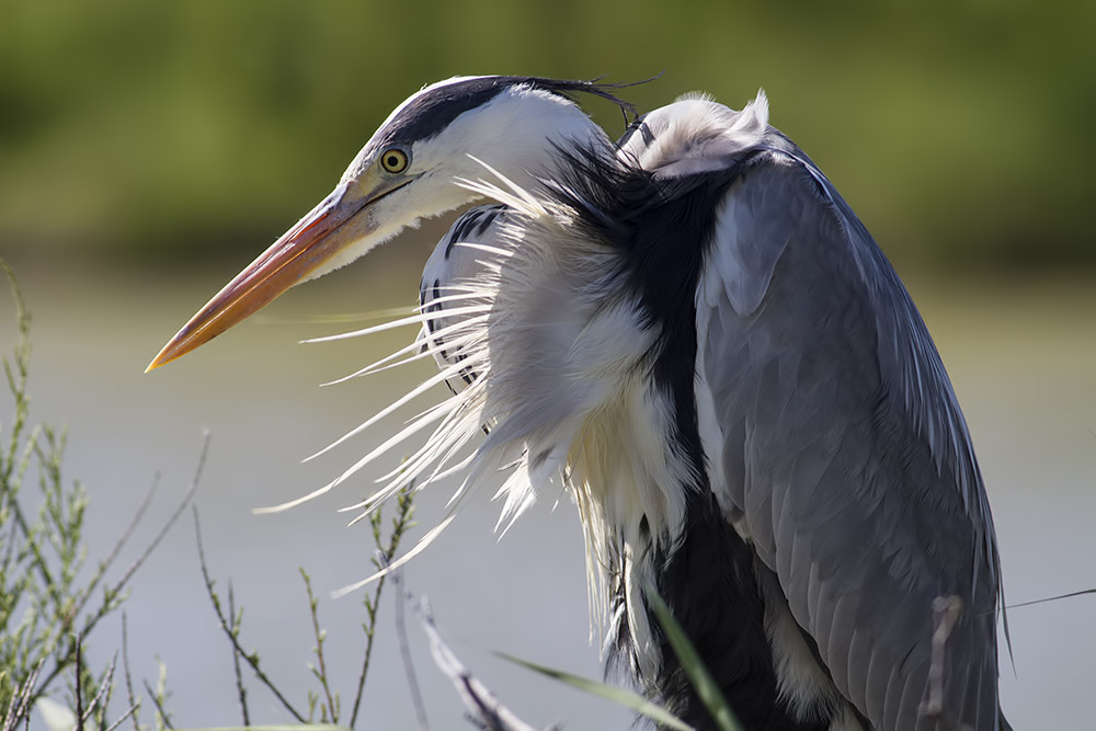 -camargue_28-04-2014-10-58-02_0492.jpg