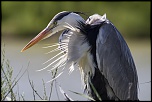 -camargue_28-04-2014-10-58-02_0492.jpg