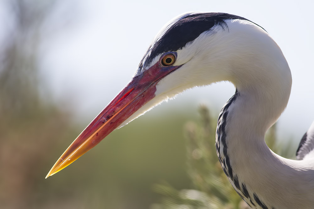 -camargue_28-04-2014-11-20-11_0639.jpg