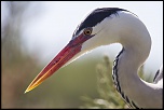 -camargue_28-04-2014-11-20-11_0639.jpg