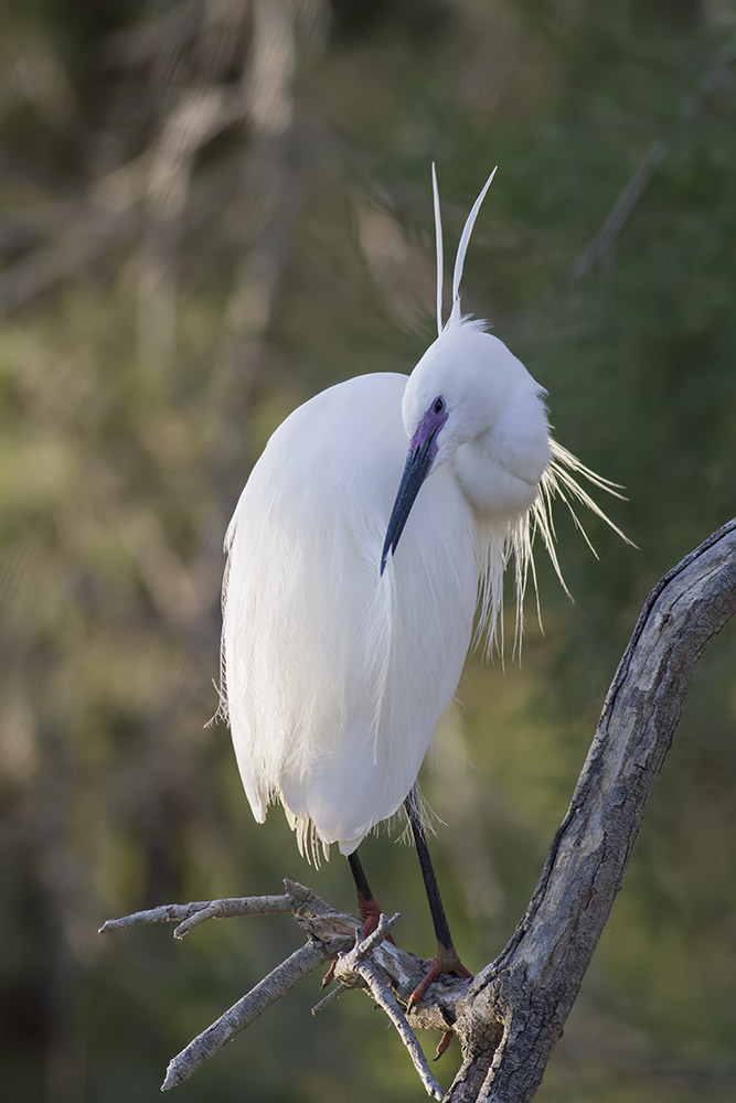 -camargue_30-04-2014-19-40-01_1199.jpg