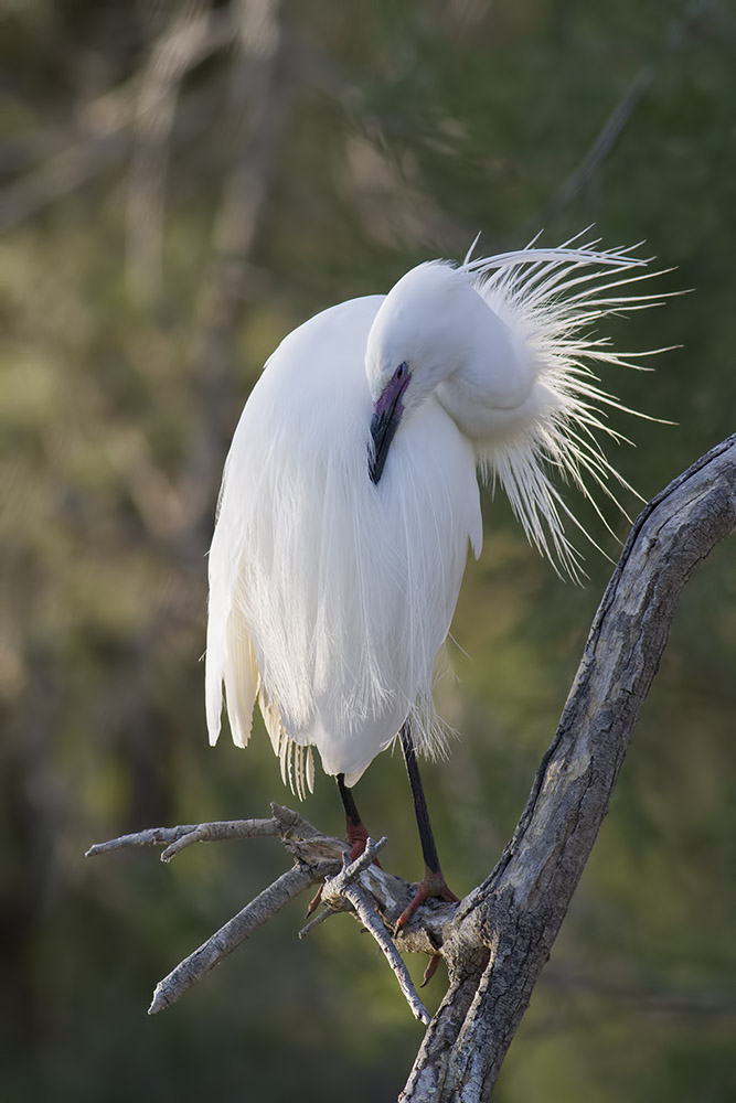 -camargue_30-04-2014-19-40-04_1207.jpg