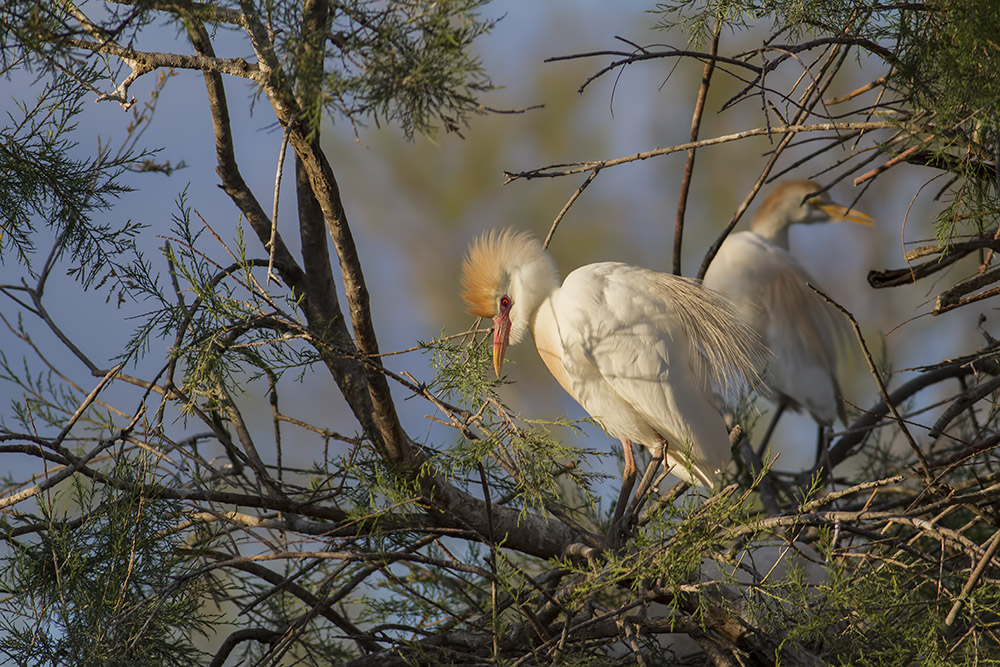 -camargue_30-04-2014-20-00-18_1311.jpg