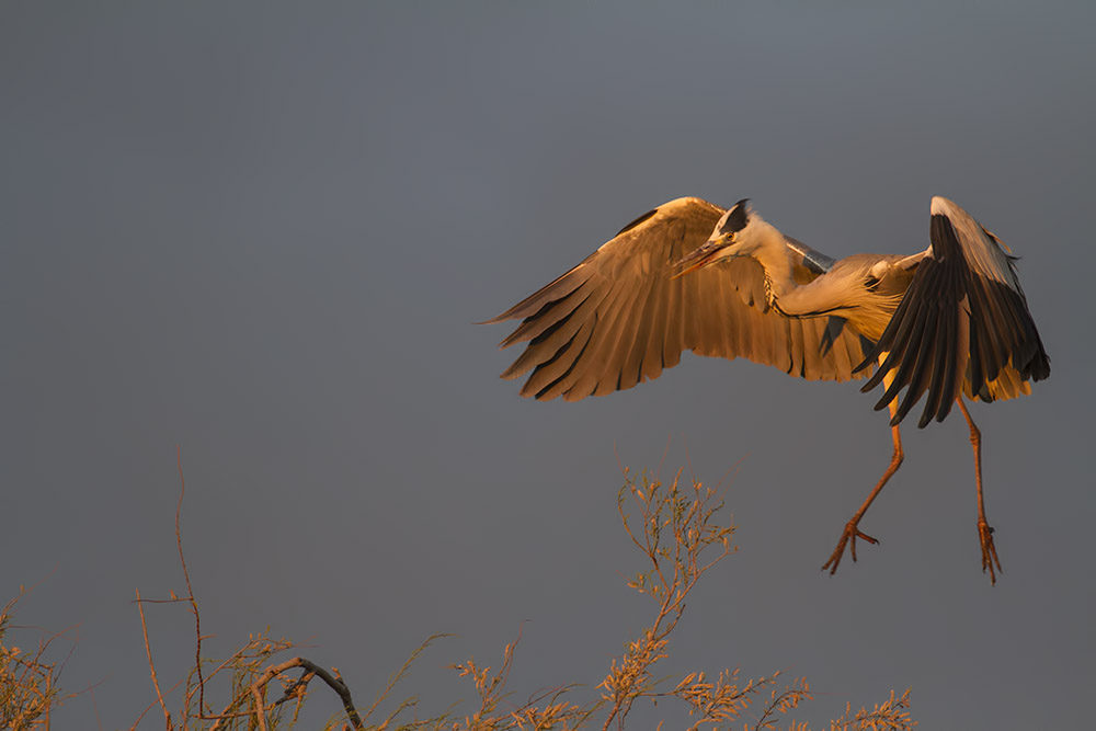 -camargue_30-04-2014-20-36-12_0415.jpg