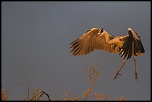 -camargue_30-04-2014-20-36-12_0415.jpg