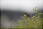 -crozon-aber_12-07-2017-15-44-05_0147.jpg