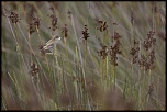 -crozon-aber_14-07-2017-12-06-28_0110.jpg