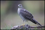 -saint-piat_27-07-2017-09-34-31_0050.jpg