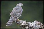 -saint-piat_27-07-2017-10-23-01_0072.jpg